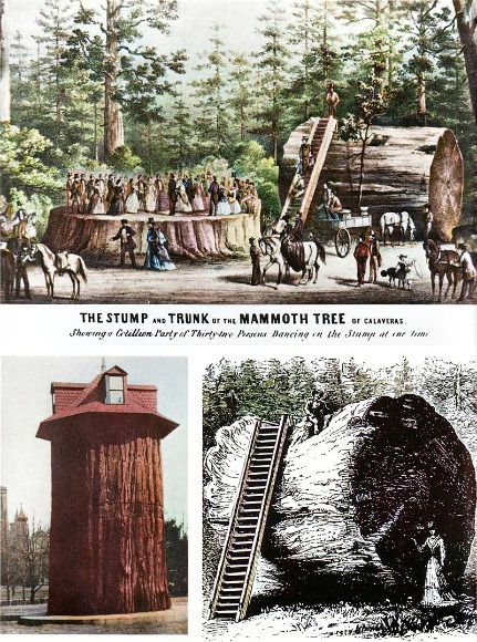 Рассказ про секвойядендрон гигантский