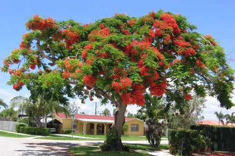 Рассказ про рамбутан