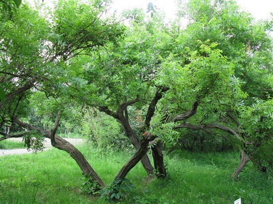 Рассказ про чекалкин орех