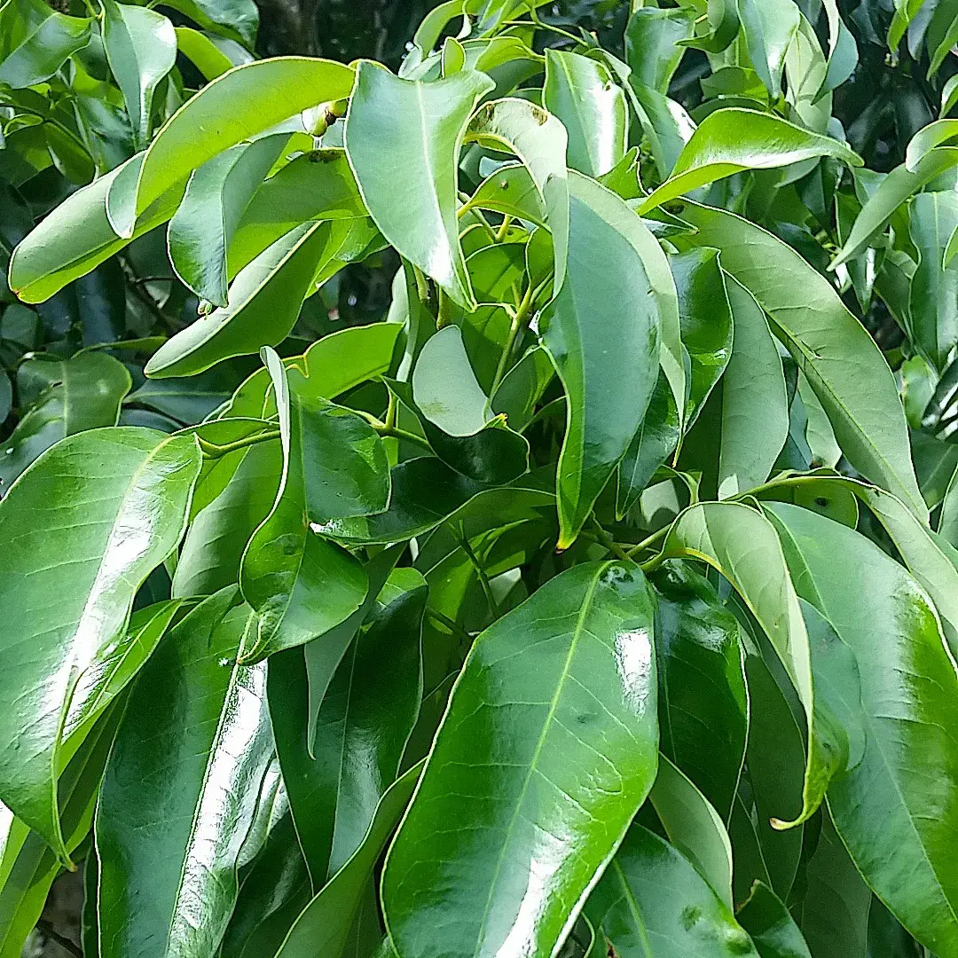 Рассказ про мамончилло