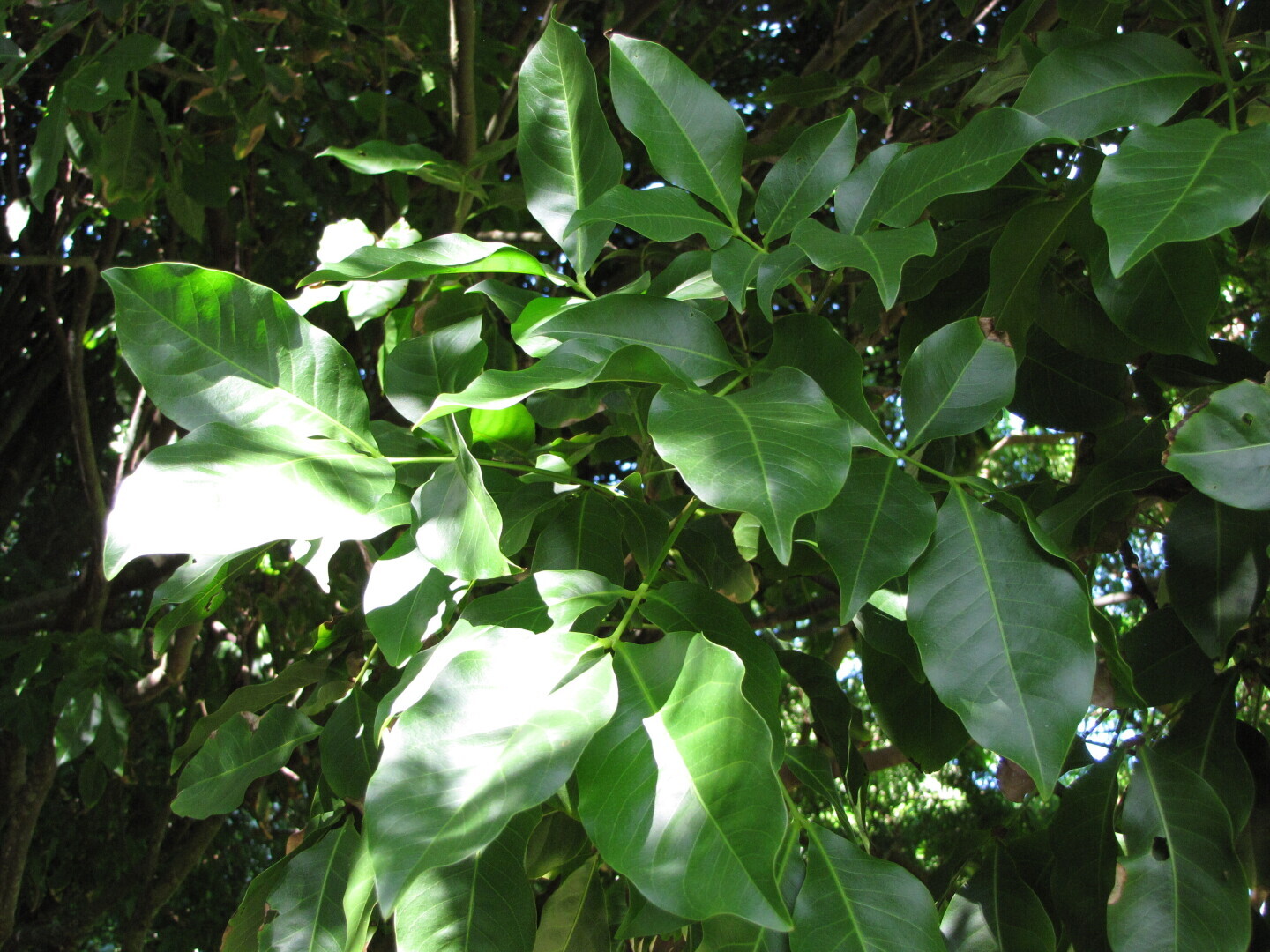 Рассказ про мамончилло