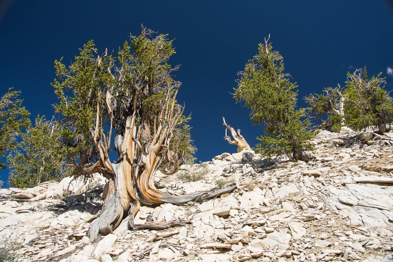 Рассказ про сосну долговечную Мафусаил