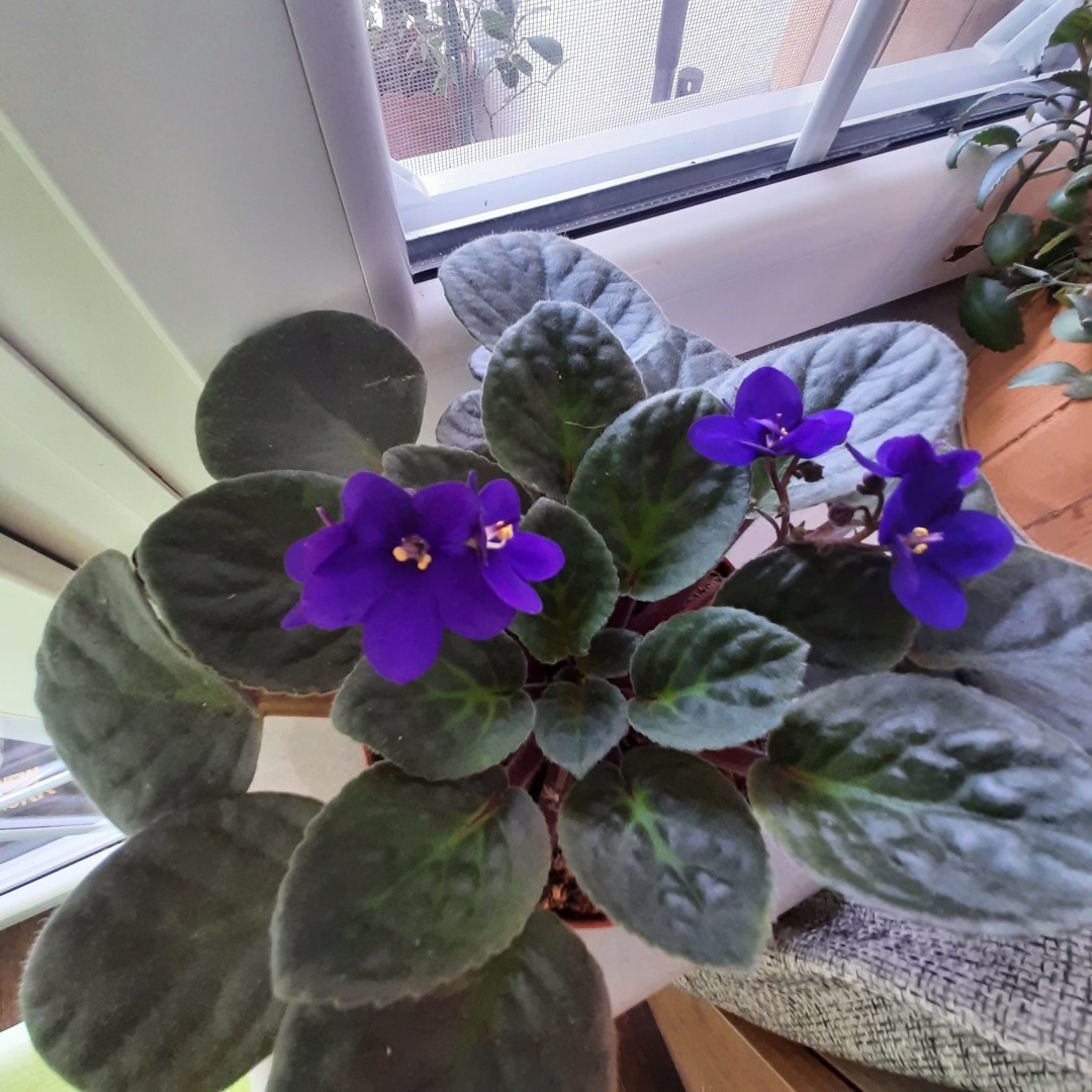 Секреты идеальных фиалок