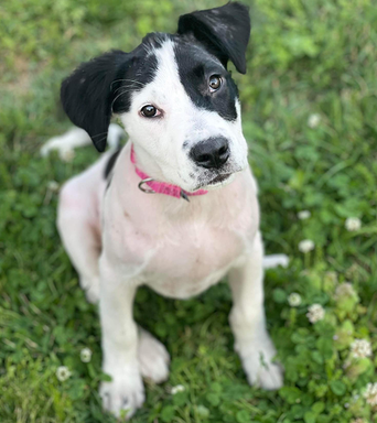 Служба спасения животных забирает щенка, найденного со свастикой, нецензурными словами, нарисованными на коже животного.