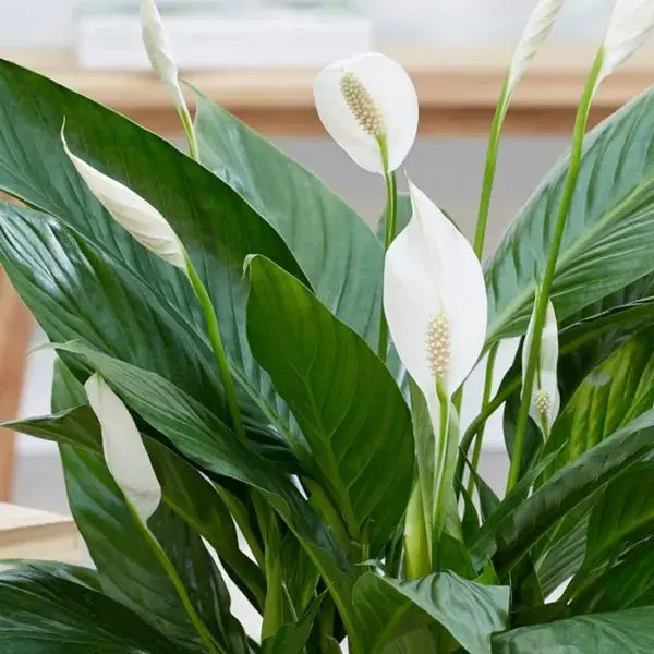 Что не любит спатифиллум?