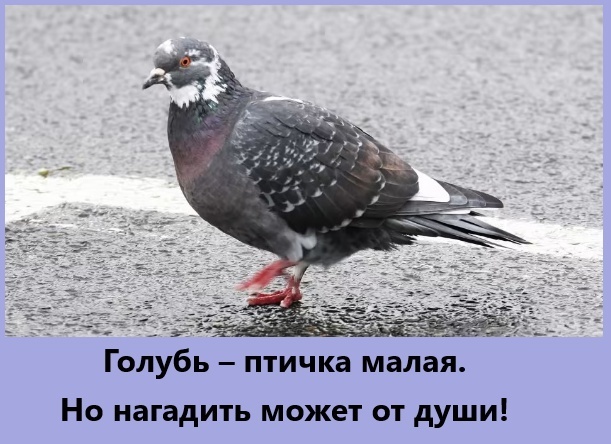 Финский последний помёт.