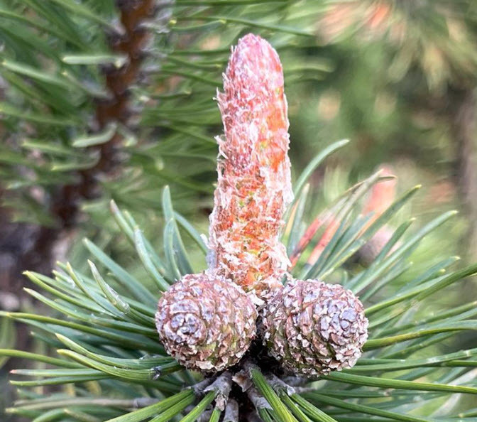 Вы тоже видите в предметах лица? Поздравляем, у вас парейдолия. Мозг, что ты творишь? Тест на расстройство личности