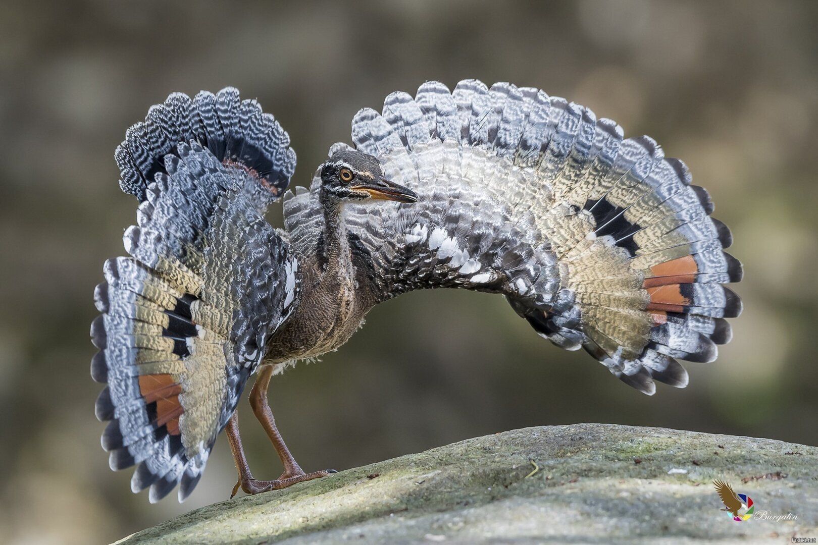 Загадочная Амазонка.