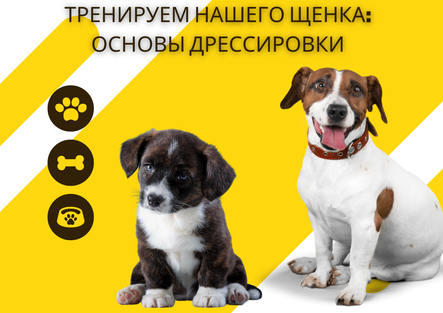 Тренируем нашего щенка: основы дрессировки.