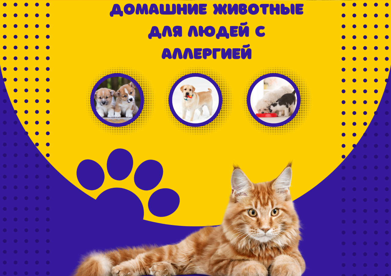 Домашние животные для людей с аллергией.