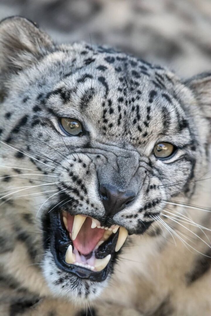 Ира, Ирка это вам не Ирина