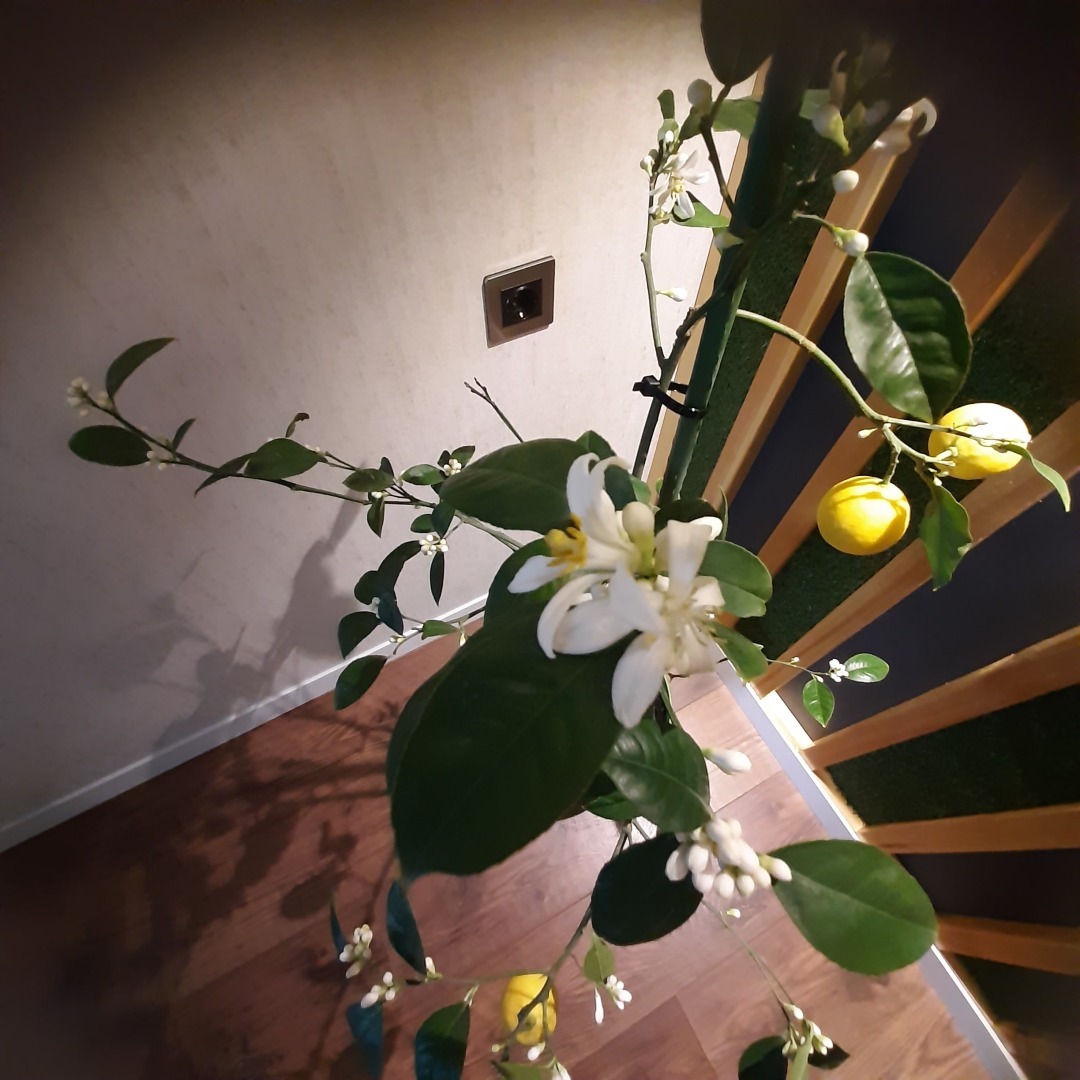 Как вырастить лимон дома?