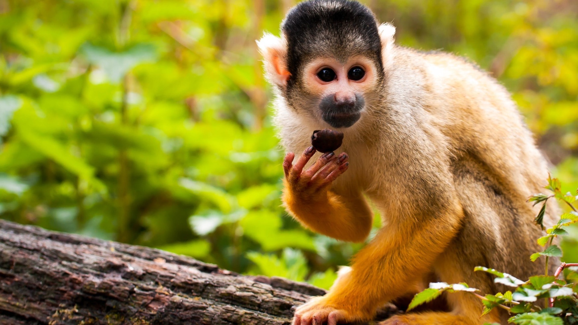 Загадочная Амазонка.