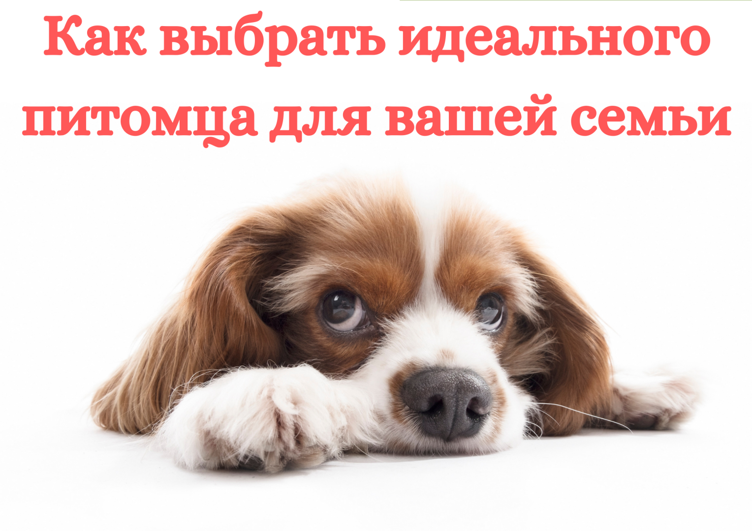 Как выбрать идеального питомца для вашей семьи.