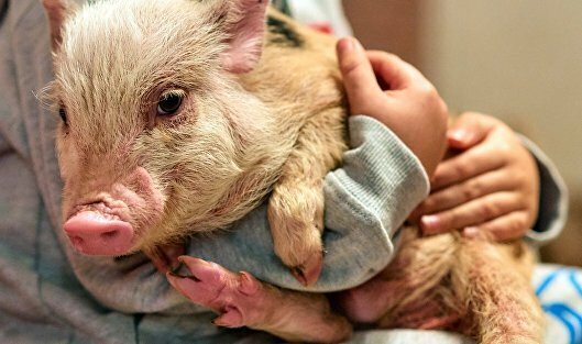 России безработица не грозит! "Мираторг" предлагает "вакансии мечты". Одна из них – воспитатель поросят