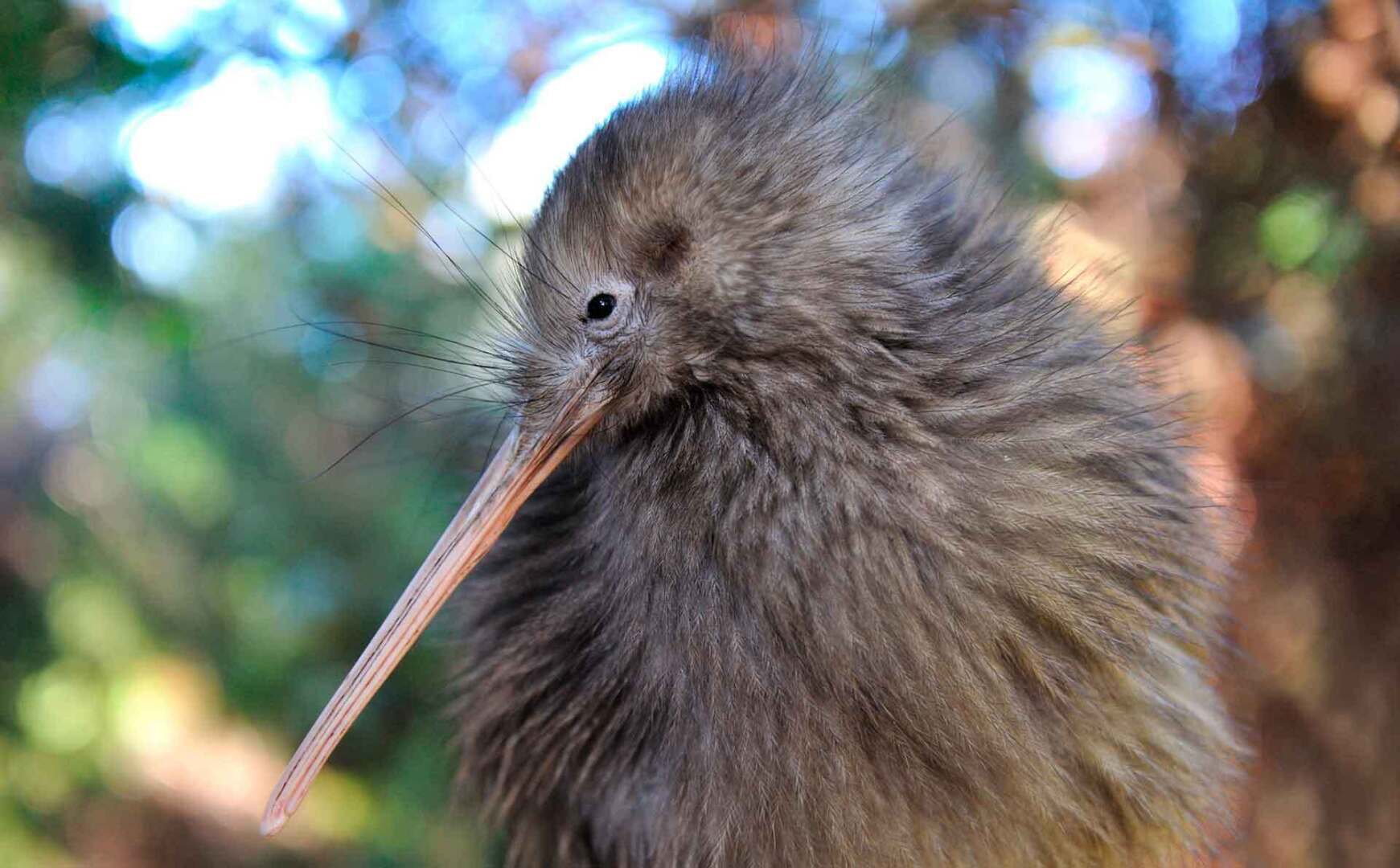 Новая Зеландия — уникальная страна.