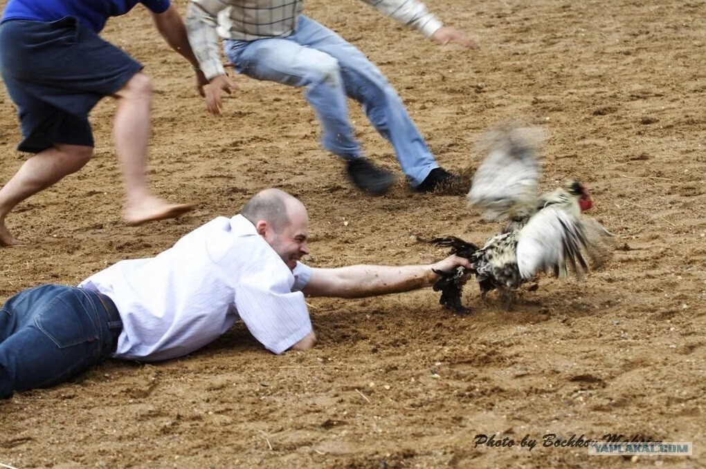 России безработица не грозит! "Мираторг" предлагает "вакансии мечты". Одна из них – воспитатель поросят