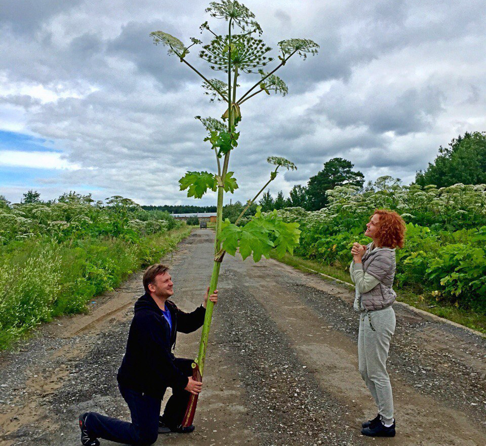 Борщевику нашли применение в строительстве