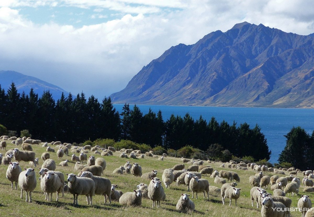 Новая Зеландия — уникальная страна.