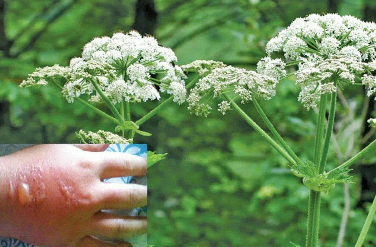 Борщевику нашли применение в строительстве