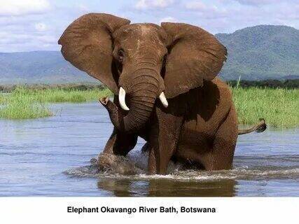 Топ 10 самых страшных животных в мире