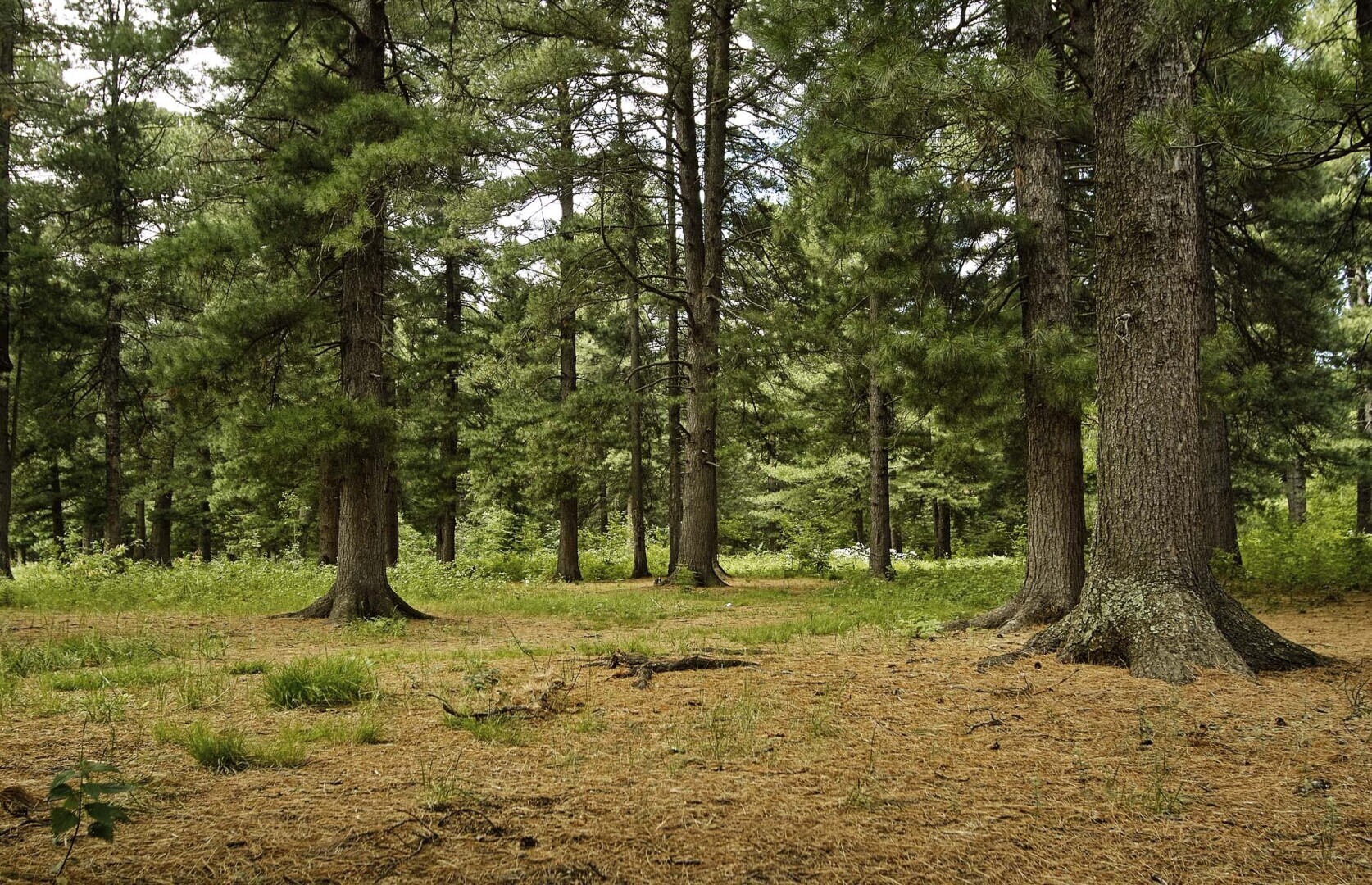 Статью про кедр