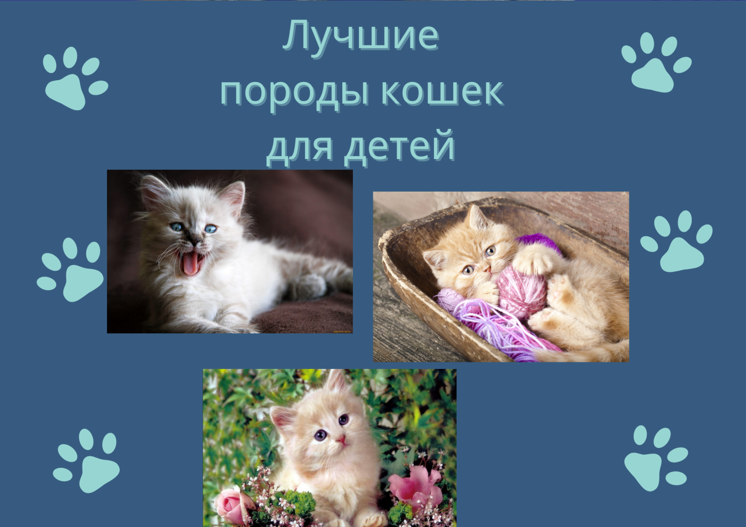 Лучшие породы кошек для детей.