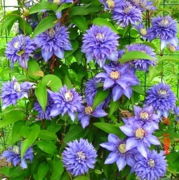 Чтoбы клeмaтиcы дoлгo цвeли! Дачникам на заметку!