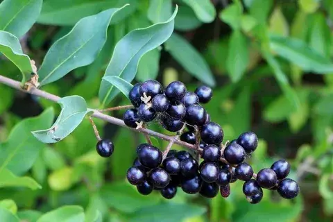 Статья про бирючину