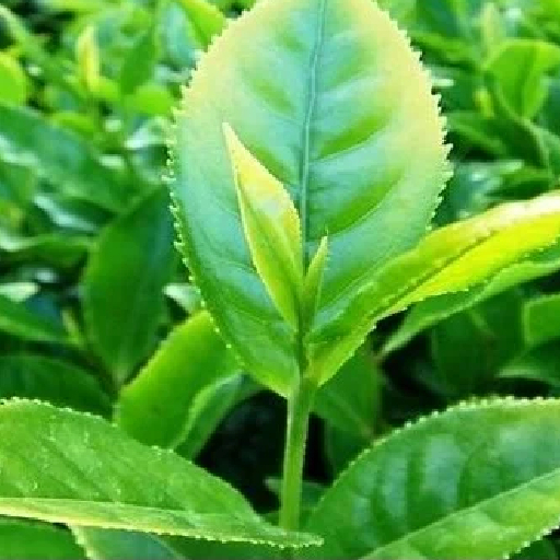 Джинура Прокуменс: прорыв в медицине или очередной вымысел