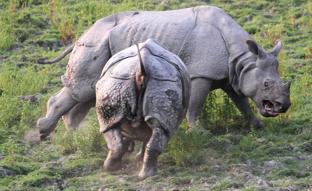 Да. Нахальство – это дикий носорог.