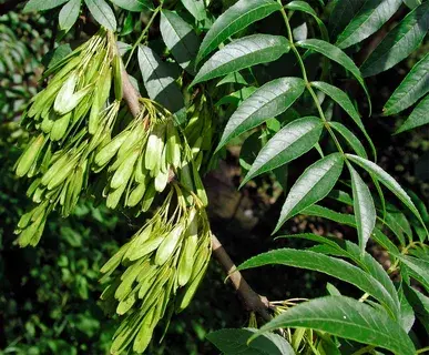 Статья про ясень