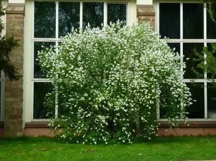 Статья про жасмин