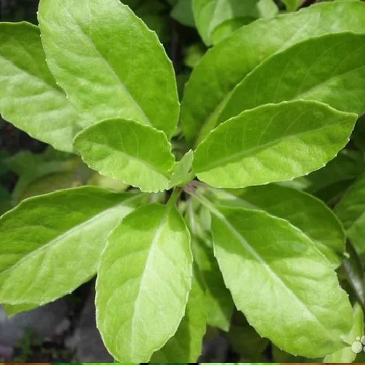 Джинура Прокуменс: прорыв в медицине или очередной вымысел