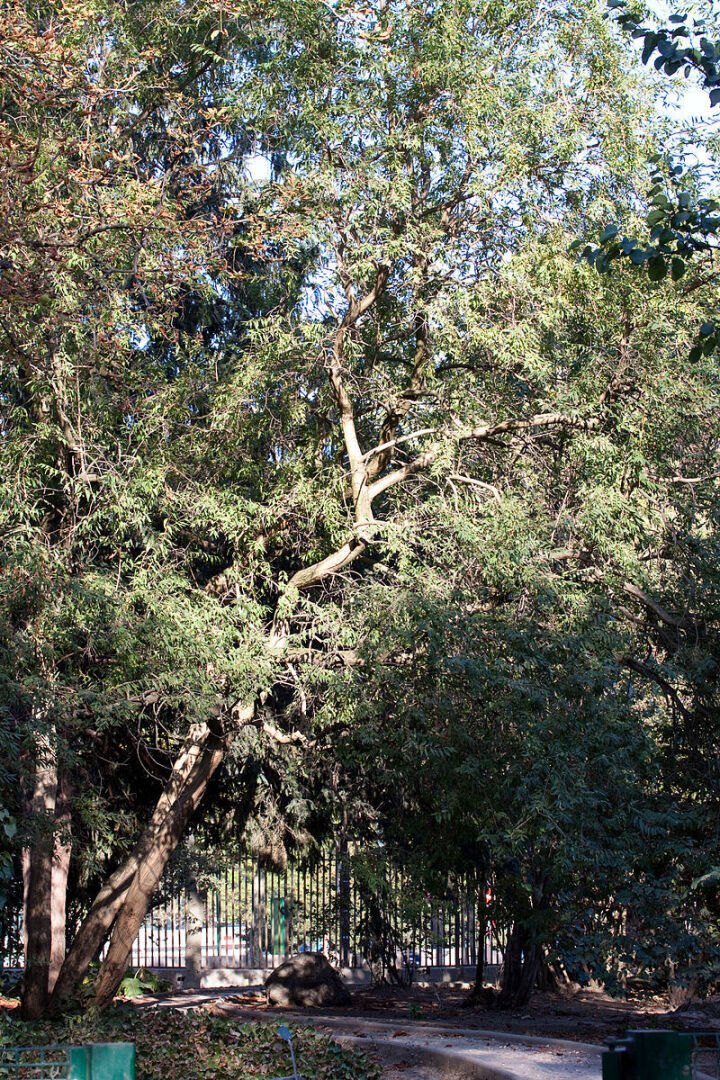 Статья про фонтанезию