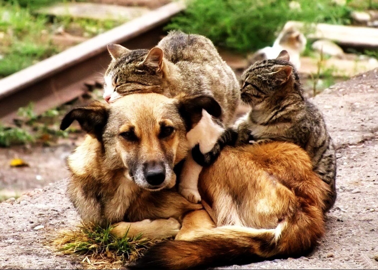 Госдума приняла в первом чтении поправки в закон об обращении с животными