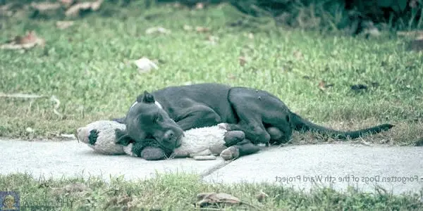 Бездомная одинокая собачка уснула на тротуаре, обнимаясь с плюшевым мишкой