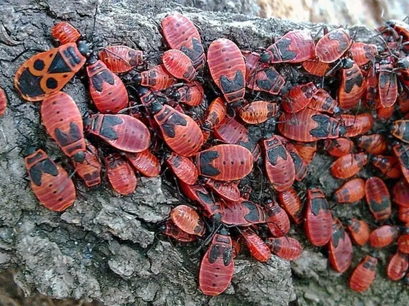 Жук-солдатик и интересные факты о нем.