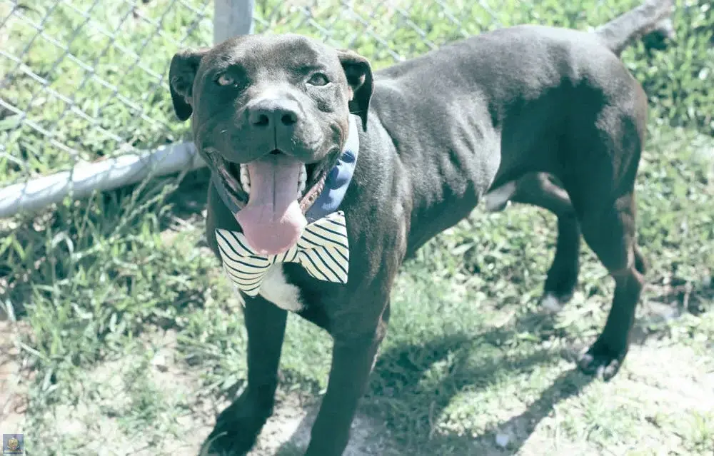 Бездомная одинокая собачка уснула на тротуаре, обнимаясь с плюшевым мишкой