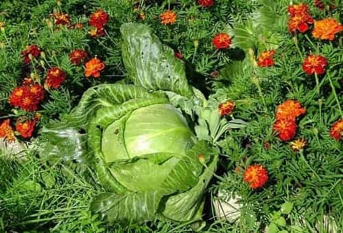 Бархатцы на участке - защитники от вредителей и болезней