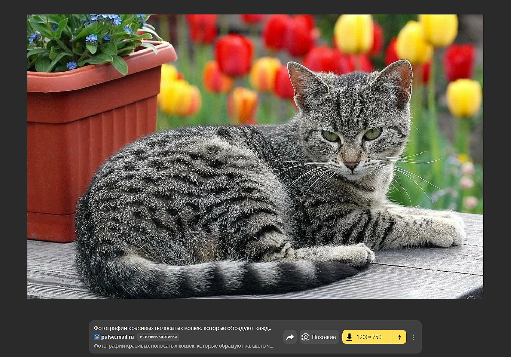 Удаление фона на фотографии или картинке онлайн: руководство для ПК