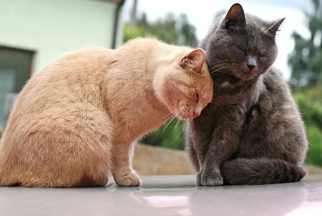 «Может, нам пора расстаться?»: что такое выгорание в отношениях