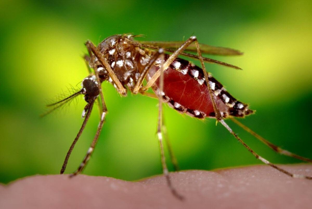 Фото комара крупным планом на белом фоне