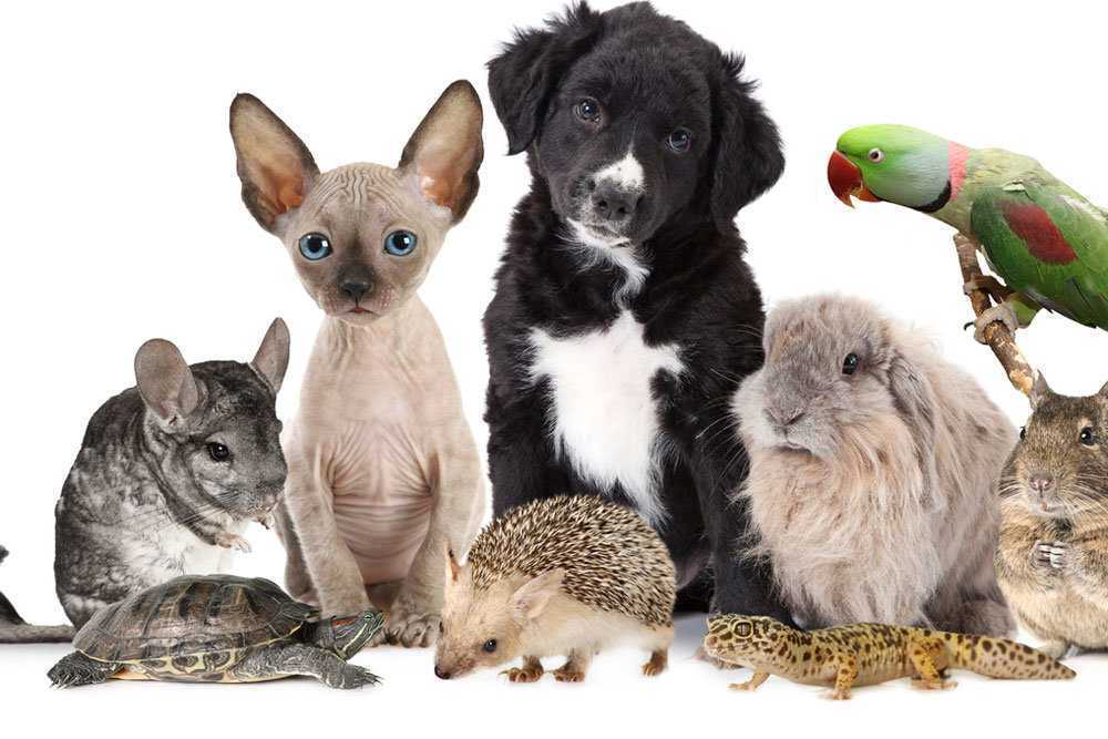 Как пережить смерть любимого питомца, 5 способов пережить это