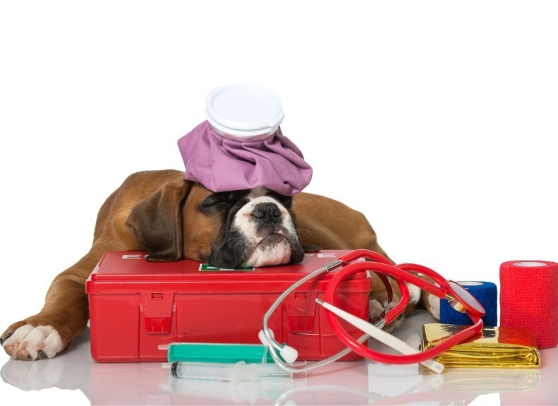 Кинологи порекомендовали подготовить аптечку для собаки на случай поездки в отпуск