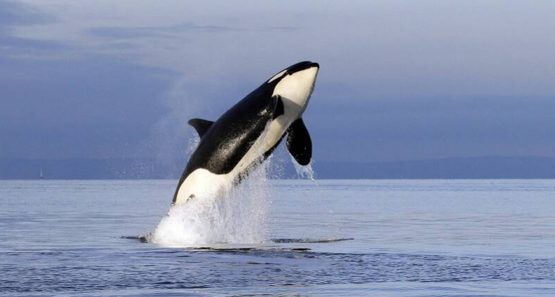 Команда косаток врезалась в яхту, эксперты раскрыли причину: Страх мести