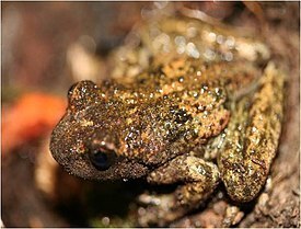 Ядовитые лягушки и жабы в России.