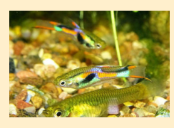 Живородящие рыбки : гуппи и пецилии