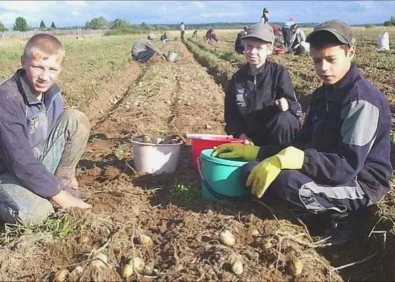 Школьников в России станут привлекать к общественно-полезному труду. Вы поддерживаете такую инициативу? Помните, как это было в СССР?