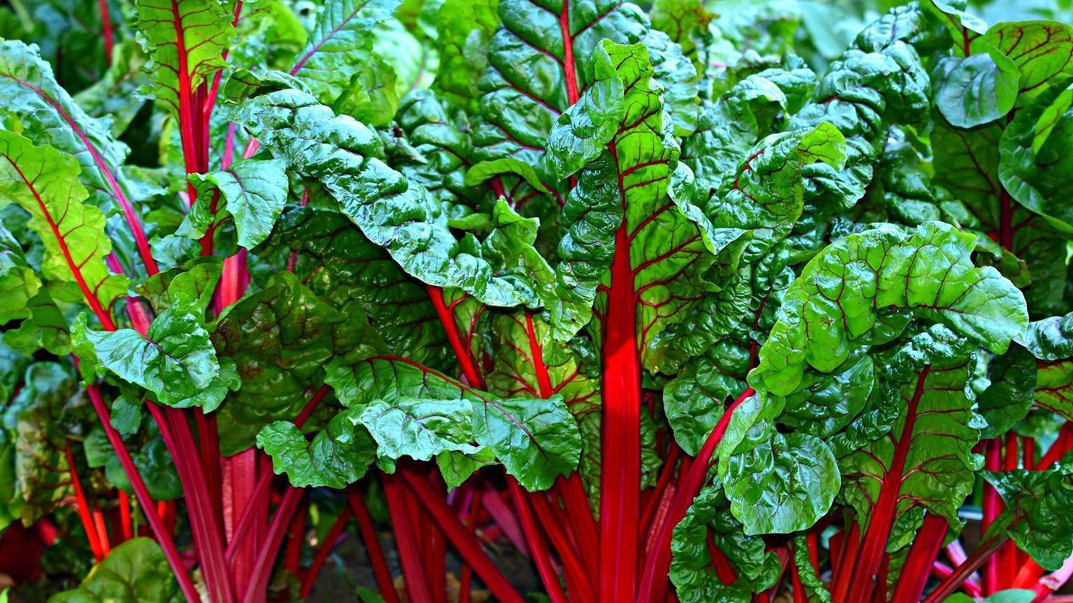 Мангольд. Что это за овощ и с чем его едят?